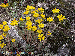 Photo: Felsen-Mauerpfeffer (Sedum rupestre)