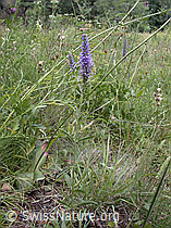 Foto: Ähriger Ehrenpreis (Veronica spicata)