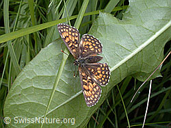 Photo: Wachtelweizen-Scheckenfalter