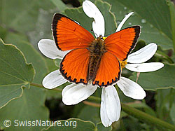Foto: Dukatenfalter (Lycaena virgaureae)