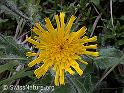 Photo: Zottiges Habichtskraut, geöffnete Blüte