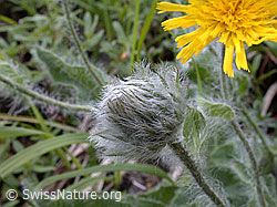 Photo: Zottiges Habichtskraut, Blüte