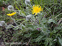 Photo: Zottiges Habichtskraut