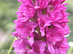 Photo: Rotes Männertreu, Blüten