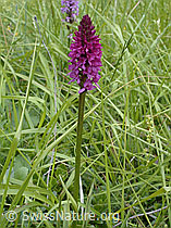 Photo: Rotes Männertreu