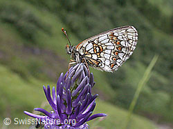 Wachtelweizen-Scheckenfalter (Melitaea athalia) auf Bärtige Glockenblume (Campanula barbata)