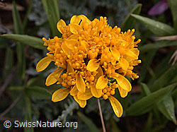 Photo: Graues Greiskraut, Blüte