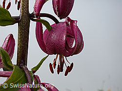 Photo: Türkenbund, Blüte