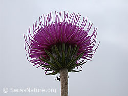 Foto: Bergdistel, Ansicht von unten