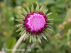 Foto: Bergdistel, halb geöffnete Blüte