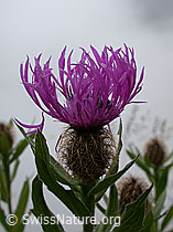 Photo: Federige Flockenblume, Blüte