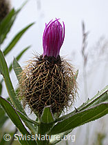 Photo: Federige Flockenblume, wenig geöffnete Blüte