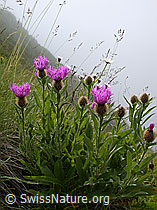 Photo: Federige Flockenblumen