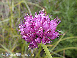 ESCN2991: Berg-Lauch, Blüte