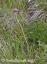 ESCN2993: Berg-Lauch