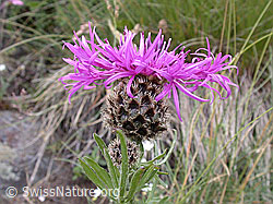 Photo: Blüte der Alpen-Flockenblume