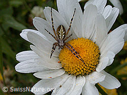 Foto: Eichblatt-Radspinne (Aculepeira ceropegia) auf Margerite.
