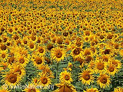 Photo: Sonnenblumen