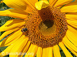 Photo: Blüte der Sonnenblume
