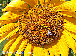 Photo: Sonnenblumenblüte