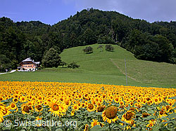 Photo: Sonnenblumen