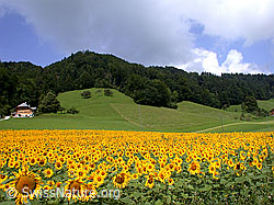 Photo: Sonnenblumenfeld