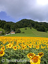 Photo: Sonnenblumen