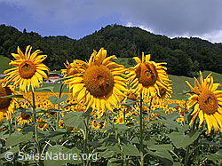 Photo: Einjährige Sonnenblumen