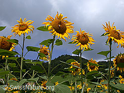 Photo: Sonnenblumen