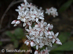 Photo: Weisser Mauerpfeffer (Sedum album)