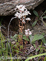 Photo: Weisser Mauerpfeffer (Sedum album)