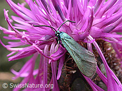 ESCN3299: Grünwidderchen auf Flockenblume