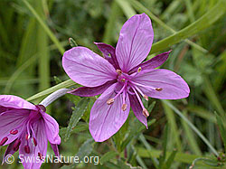 Photo: Fleischers Weidenröschen, Blüte