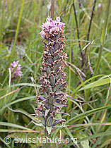 Photo: Verblühtes geflecktes Knabenkraut