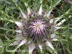 Foto: Silberdistel (Carlina acaulis ssp. caulescens)