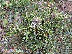 Foto: Silberdistel (Carlina acaulis ssp. caulescens)