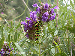 Photo: Raupe des Schwalbenschwanz an Brunelle