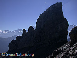 ESCN3552: Lobhörner