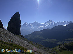 ESCN3558: Lobhörner mit Eiger, Mönch, Jungfrau