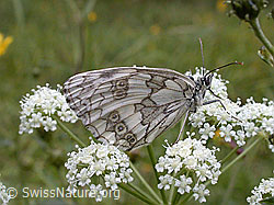 Photo: Schachbrett auf weisser Blüte