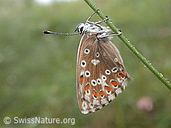 Himmelblauer Bläuling (Polyommatus bellargus) (23.08.2002, ESCN3933)