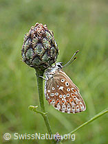 Foto: Himmelblauer Bläuling