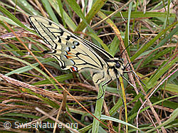 Foto: Schwalbenschwanz