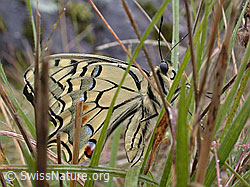 Foto: Schwalbenschwanz