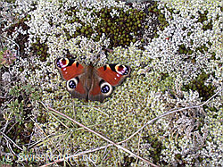 Foto: Tagpfauenauge (Inachis io)