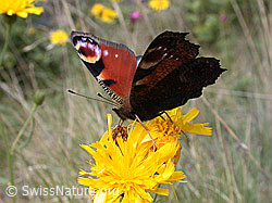 Foto: Tagpfauenauge (Inachis io)