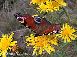 Foto: Tagpfauenauge (Inachis io)