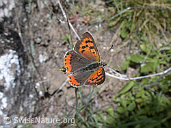 Photo: Kleiner Feuerfalter