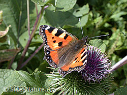 Kleiner Fuchs (Aglais urticae) auf Grosser Klette (Arctium lappa) (07.09.2002, ESCN4336)