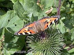 Kleiner Fuchs (Aglais urticae) auf Grosser Klette (Arctium lappa) (ESCN4340) Kleiner Fuchs (Aglais urticae) auf Grosser Klette (Arctium lappa) (ESCN4340)